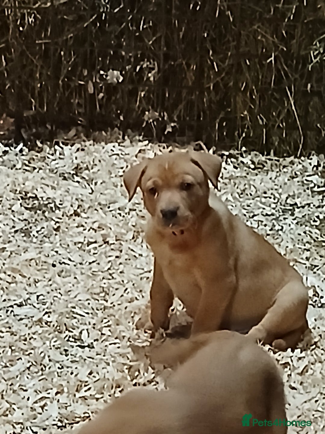 Australian Kelpie dogs for sale: Australian Kelpie  - Advert 1