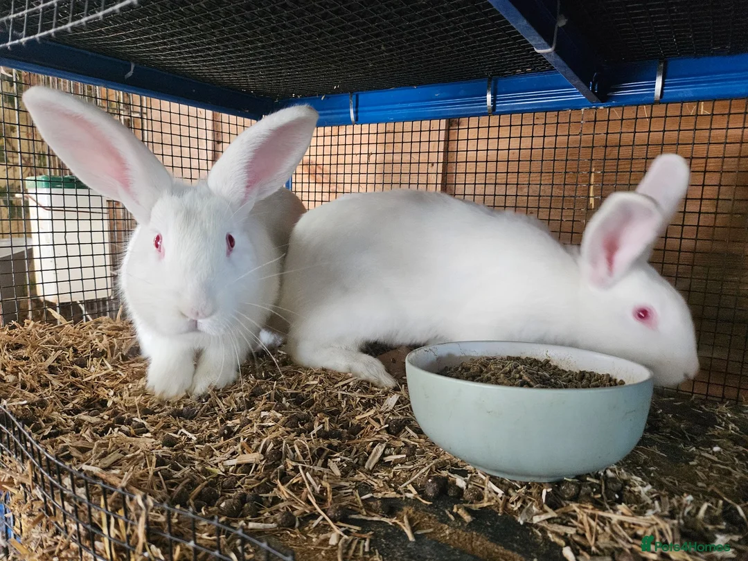 New Zealand rabbits for sale: New Zealand White (different bloodlines available) - Advert 1