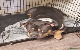Mixed Breed dogs for sale: Bully cross - Image 3