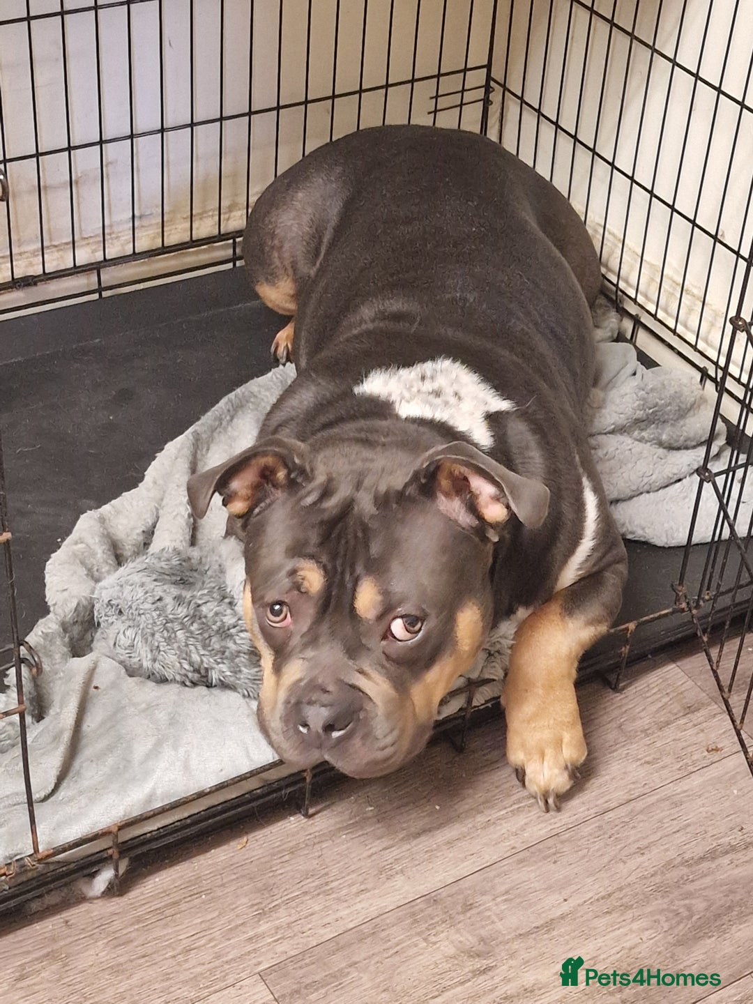 Mixed Breed dogs for sale: Bully cross - Image 3