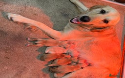 Golden Retriever dogs for sale: Ready🏡 health tested Golden Retriever babies🤍🧬 - Image 15