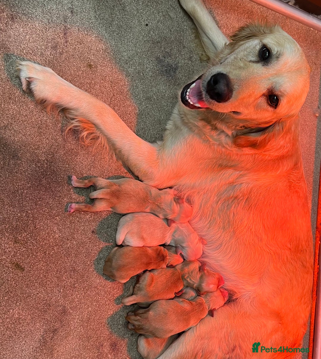 Golden Retriever dogs for sale: Ready🏡 health tested Golden Retriever babies🤍🧬 - Image 15