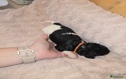 Mixed Breed dogs for sale: Schnockerpoo Puppies - Image 9