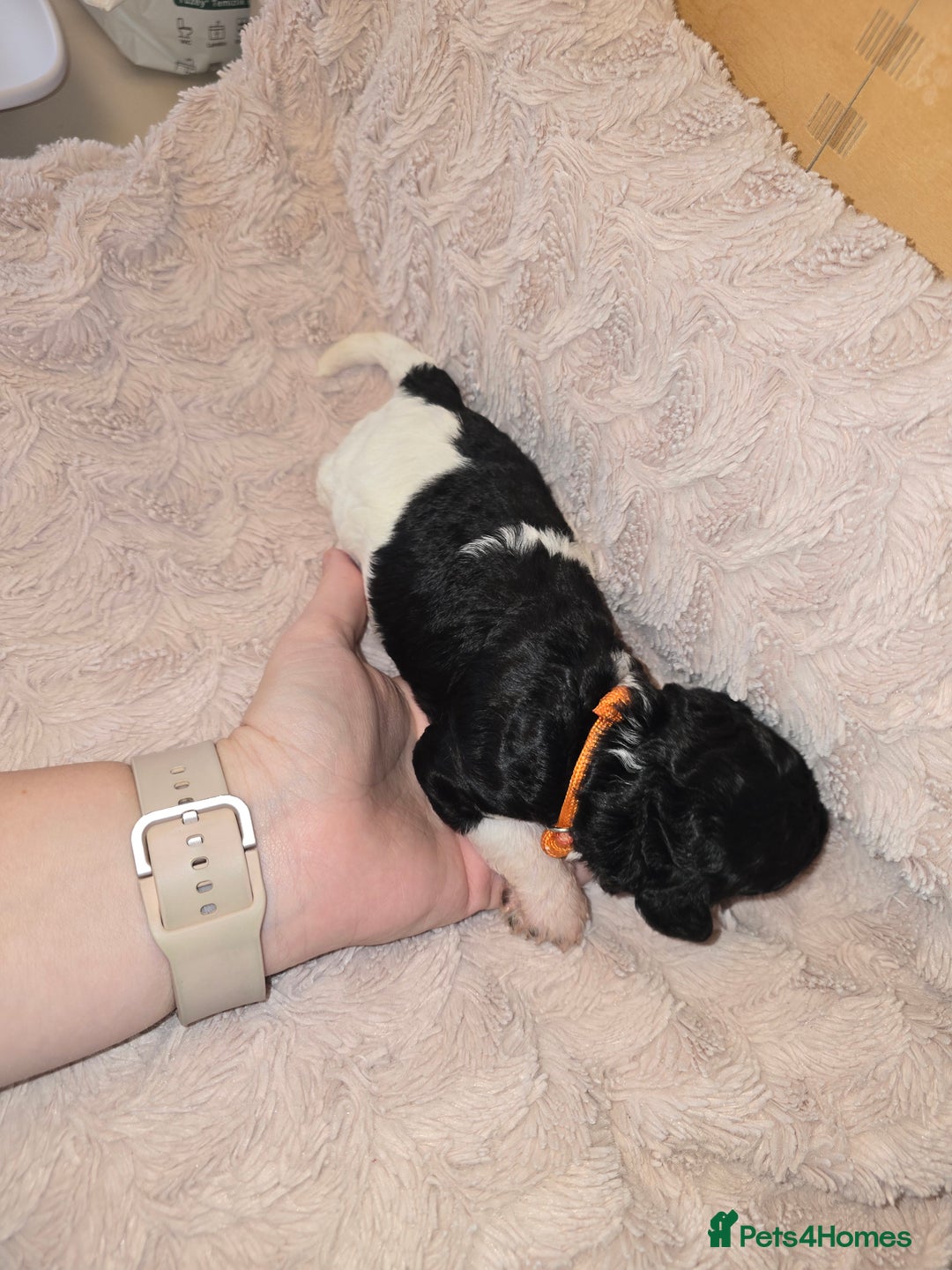 Mixed Breed dogs for sale: Schnockerpoo Puppies - Image 9