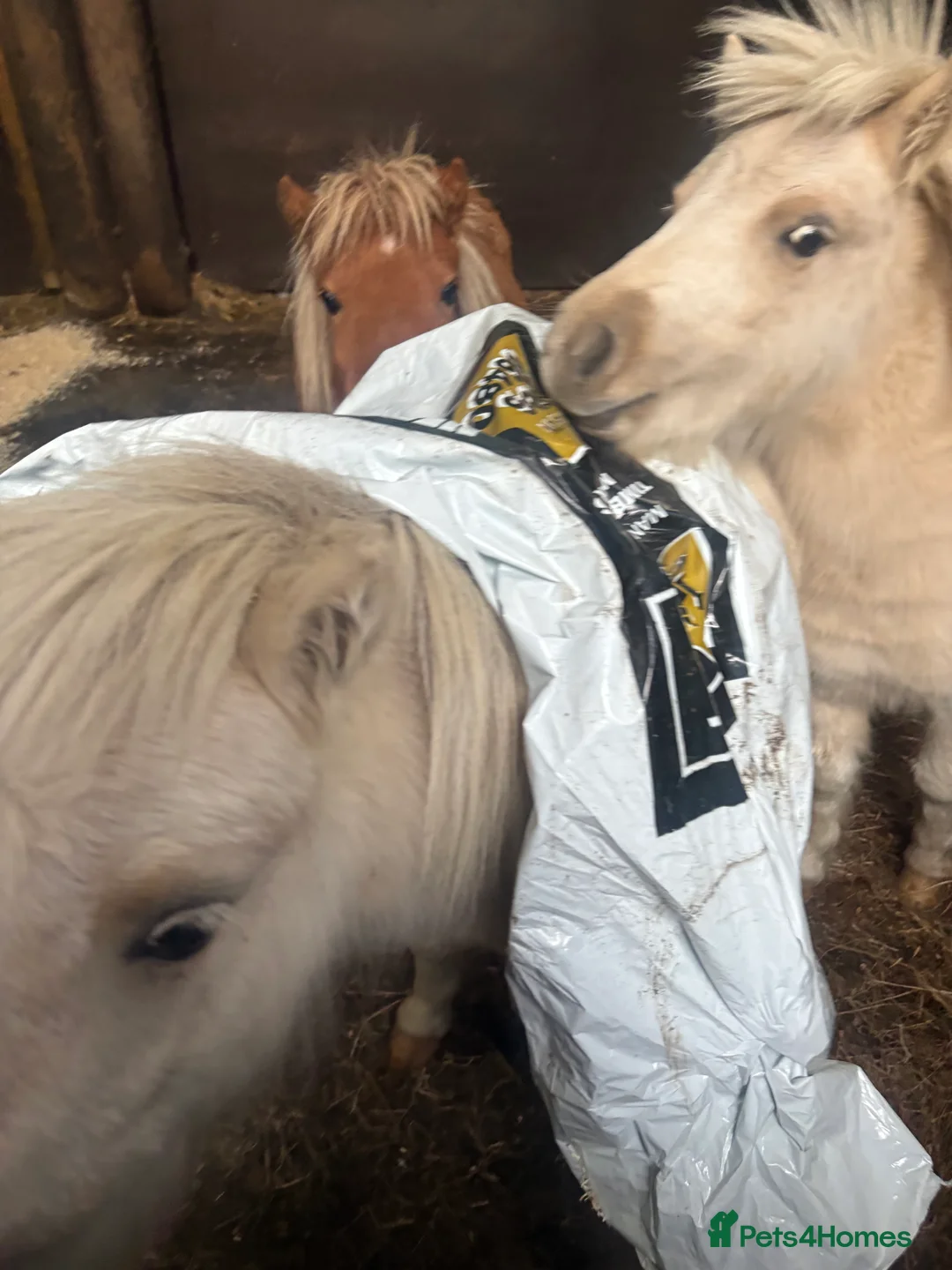 Miniature horses for sale: 2 Pali & white mini Shetlands  - Advert 7