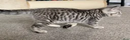 British Shorthair cats for sale: Beautiful silver spotted  tabbies - Advert 14
