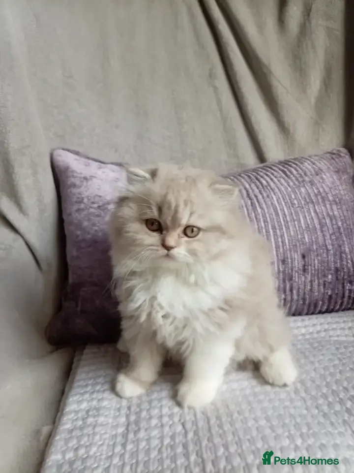 British Shorthair cats British shorthair scottish fold British longhair  - Advert 5