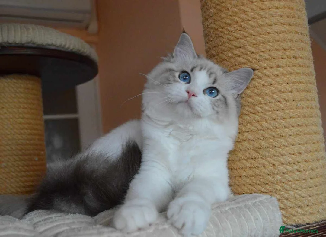 Ragdoll cats for sale: 💎 Elite Ragdoll Kittens  💎 - Advert 7