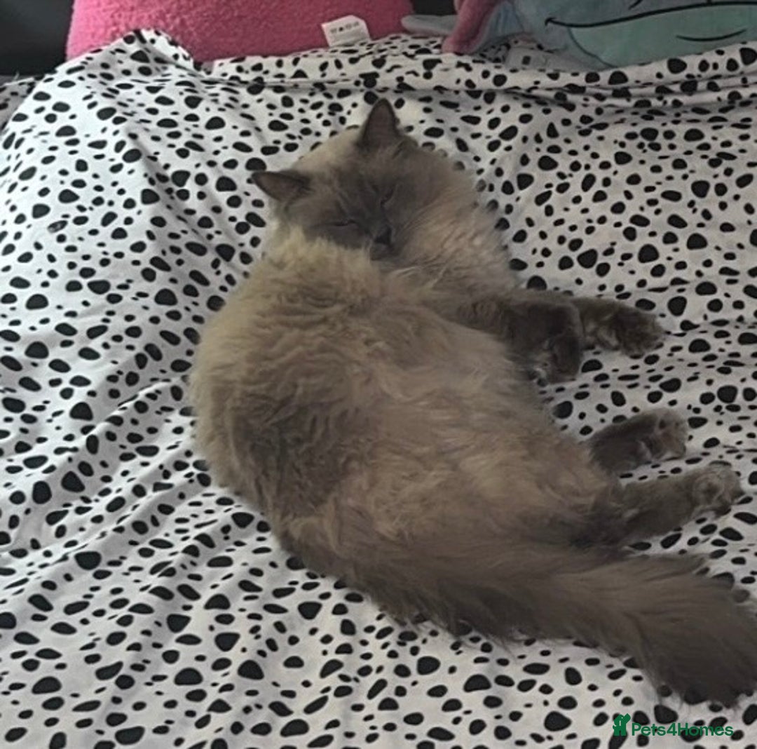 Ragdoll cats for sale: Two boys are looking for new home (Indoor only)  - Image 5