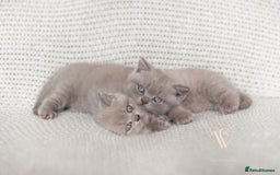 British Shorthair cats for sale: British Shorthair Kitten  - Image 8