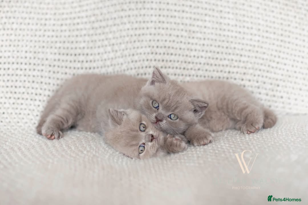 British Shorthair cats for sale: British Shorthair Kitten  - Image 8