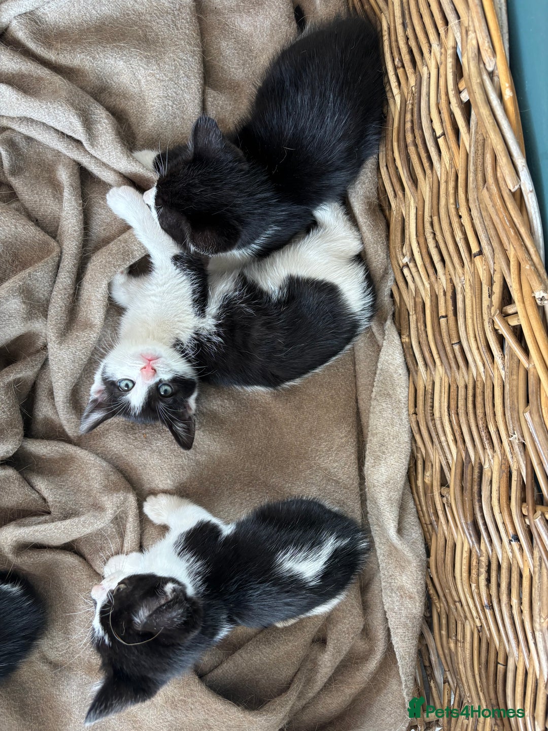 Domestic Shorthair cats for sale: Adorable, friendly playful bicolour kittens - Image 2