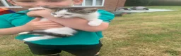 Mixed Breed cats for sale: Kittens for sale  - Advert 3