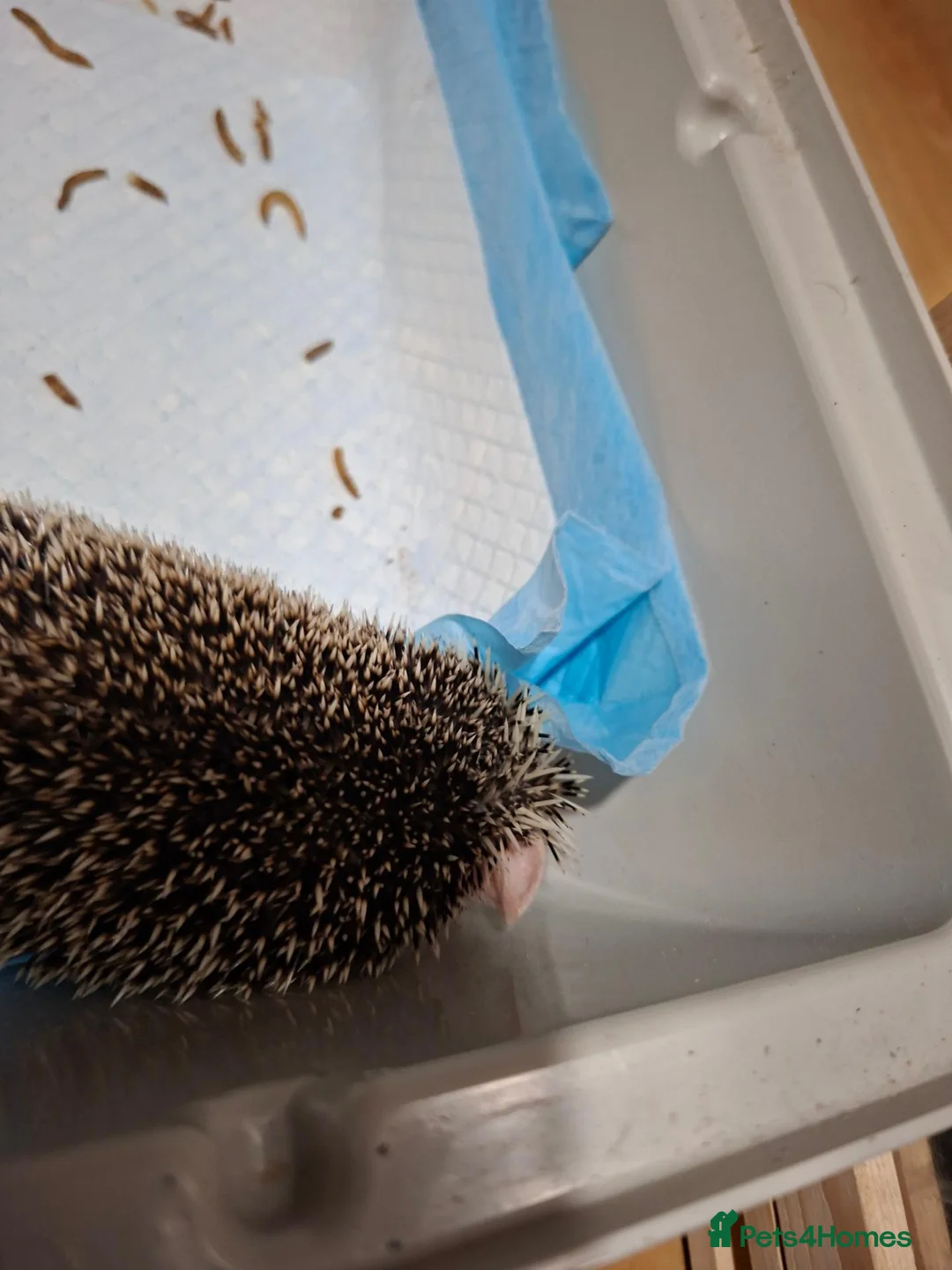 Pygmy Hedgehog rodents for sale: Africsn pygmy hedgehog in Edenbridge - Advert 2