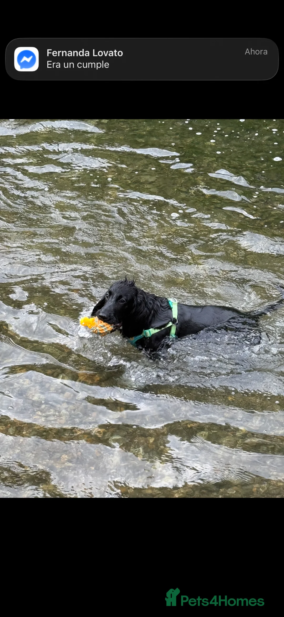 Cocker Spaniel dogs for sale: Hi! I’m Kobu - Advert 29