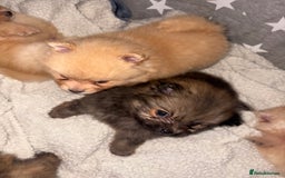 Pomeranian dogs for sale: ** Pomeranian Puppies 🐶🤍🐻🤎 - Image 18