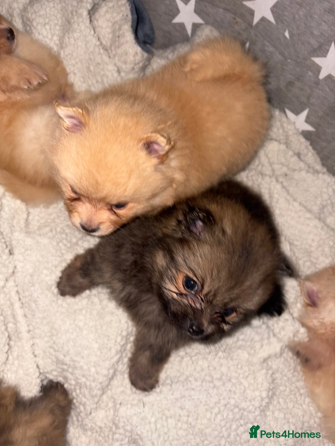 Pomeranian dogs for sale: ** Pomeranian Puppies 🐶🤍🐻🤎 - Image 18