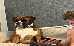Boxer dogs for sale: Beautiful Boxer Puppies  🐾 - Image 9
