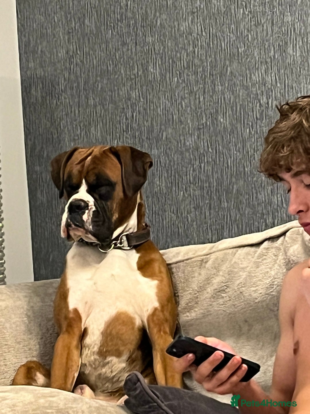 Boxer dogs for sale: Beautiful Boxer Puppies  🐾 - Image 9