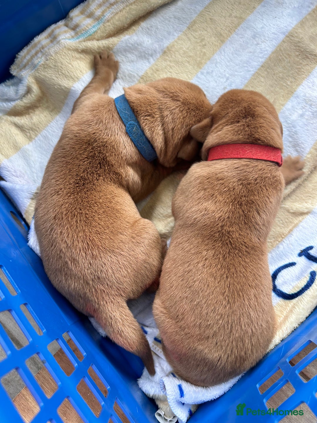 Labrador Retriever dogs for sale: KC Fox Red Labrador puppies - Image 5