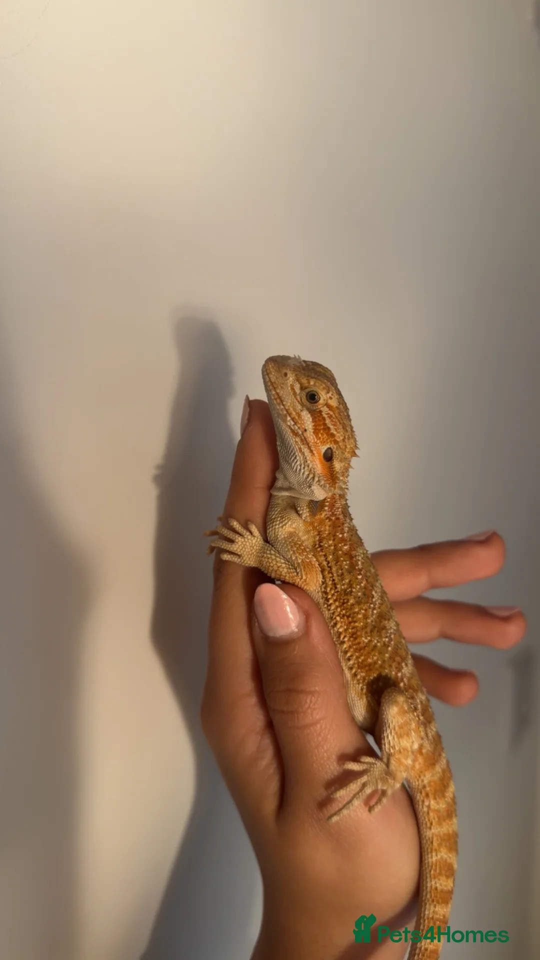 Bearded Dragon reptiles for sale: Bearded Dragon Full Setup - URGENT REHOMING - Advert 5