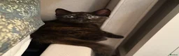 British Shorthair cats for sale: 3 Gorgeous Tortoiseshell Girls for forever home.  in Witney - Advert 9