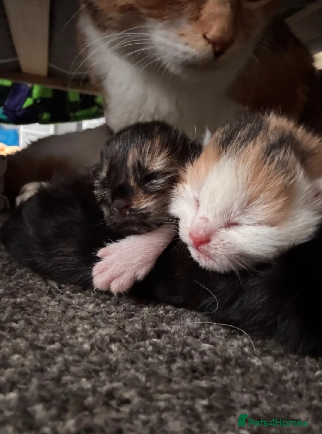 Mixed Breed cats for sale: Five gorgeous kittens for sale  - Advert 1