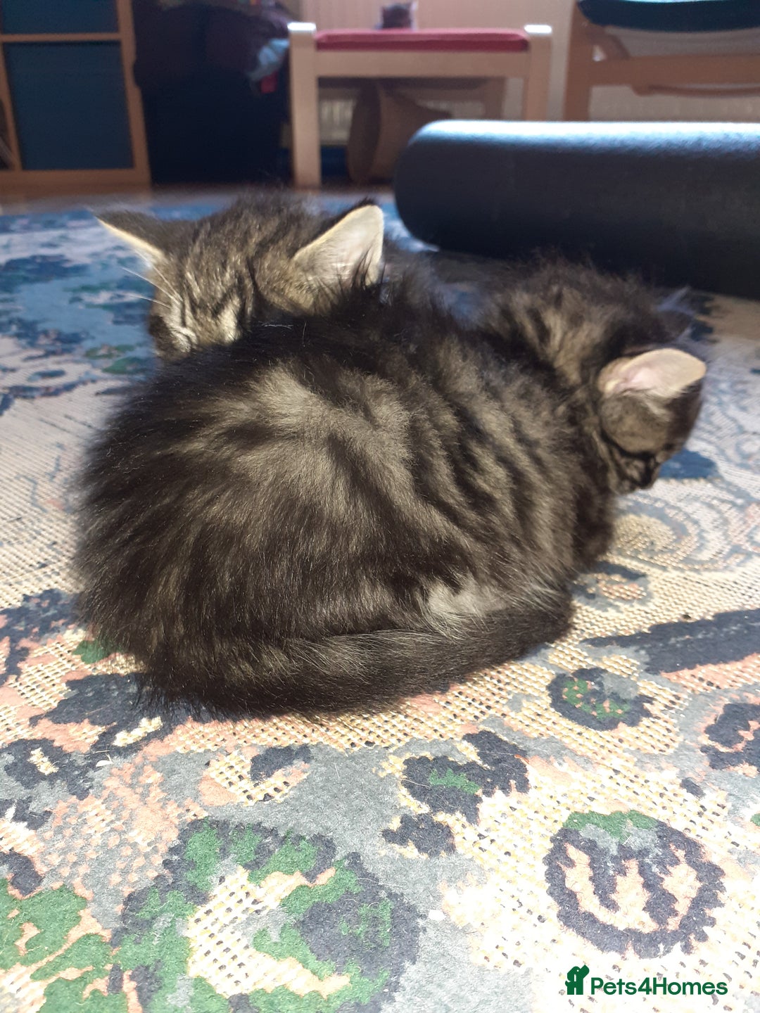 Domestic Shorthair cats for sale: Beautiful, friendly, playful &healthy kittens - Image 12