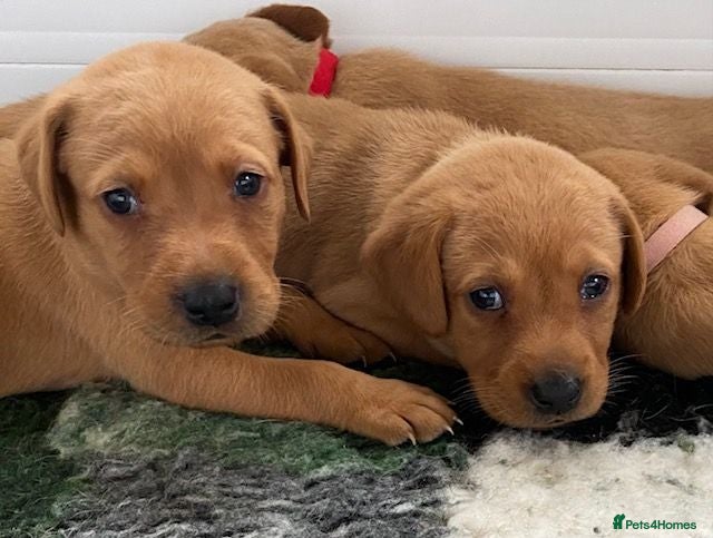 Labrador Retriever dogs FOX RED LAB PUPS PARENTS EXTENSIVELY HEALTH TESTED - Advert 1