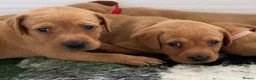 Labrador Retriever dogs for sale: FOX RED LAB PUPS PARENTS EXTENSIVELY HEALTH TESTED - Advert 5