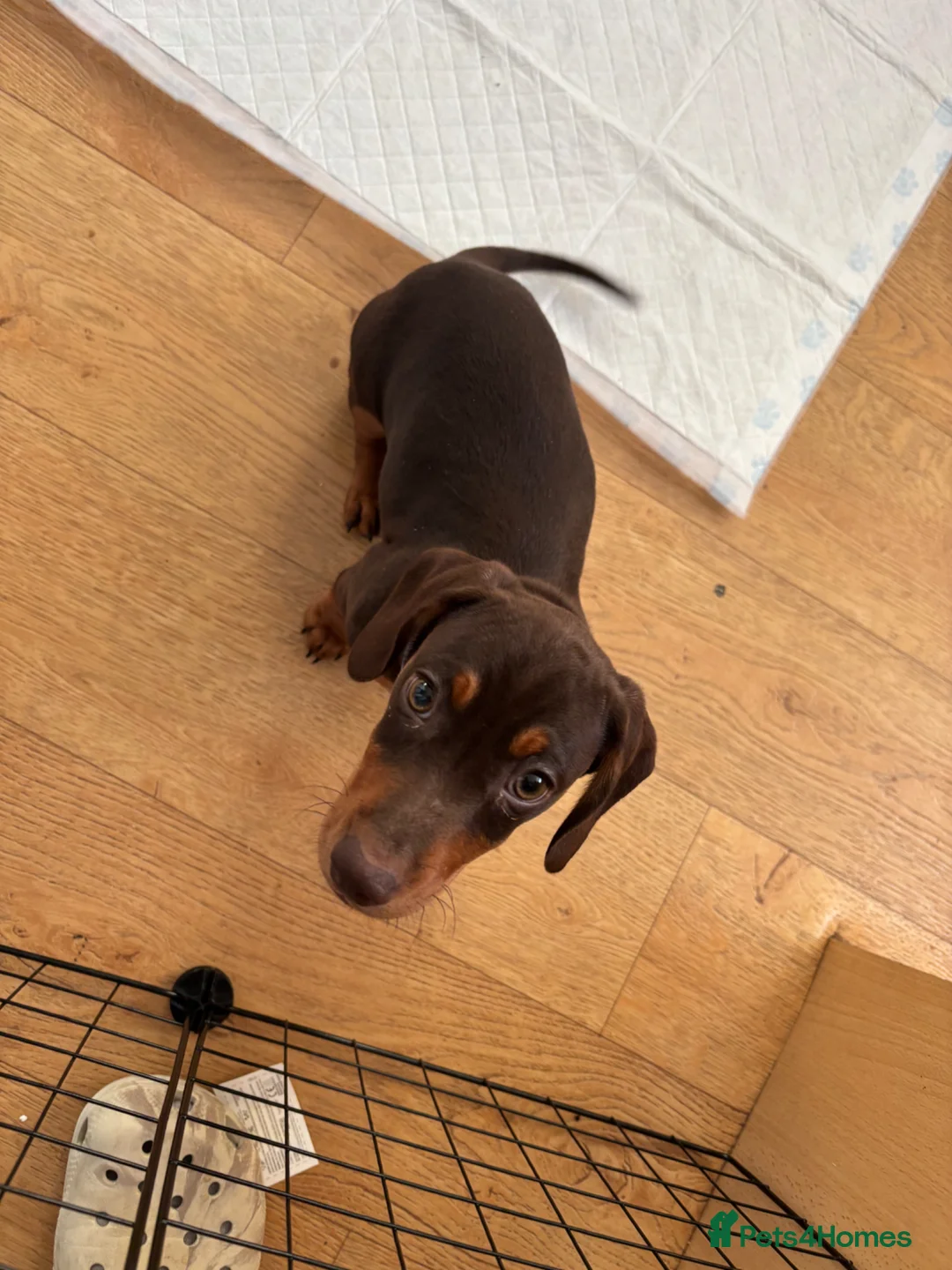 Miniature Dachshund dogs for sale: Miniature dachshund  in Mablethorpe - Advert 2