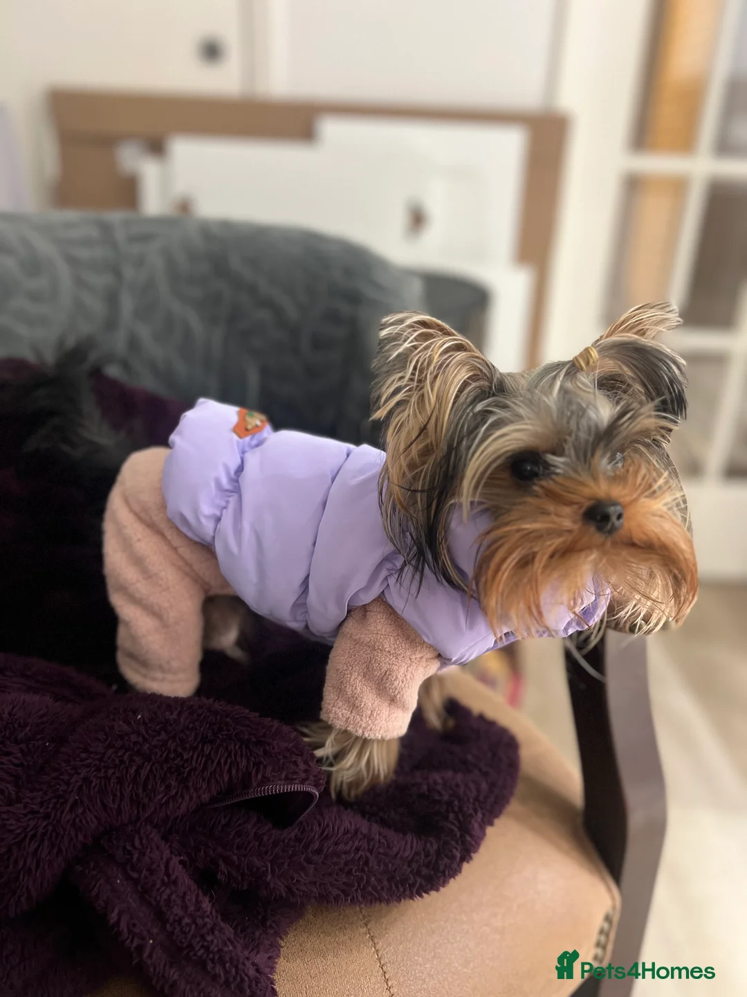 Yorkshire Terrier dogs for stud: ⭐️1.2kg Pedigree Miniature Yorkie STUD - Advert 3