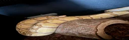 Python Snake reptiles for sale: Female Royal Python  - Advert 3