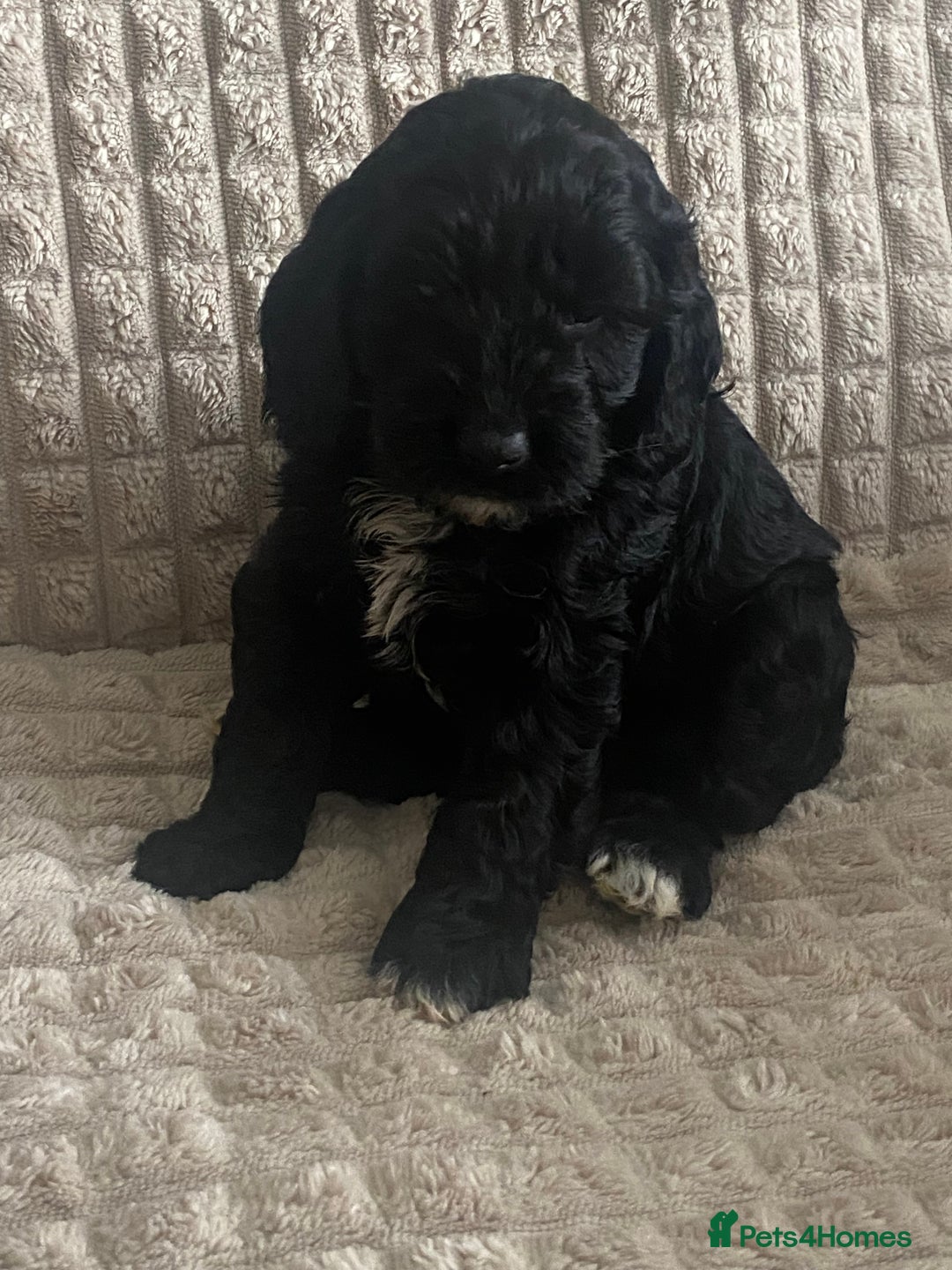 Cockapoo dogs for sale: Beautiful cockapoo puppies - Image 22