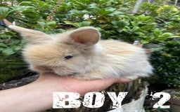 Lionhead rabbits for sale: Pure Breed Fluffy Double Mained Lionhead Kits - Image 2