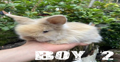 Lionhead rabbits - Advert 4