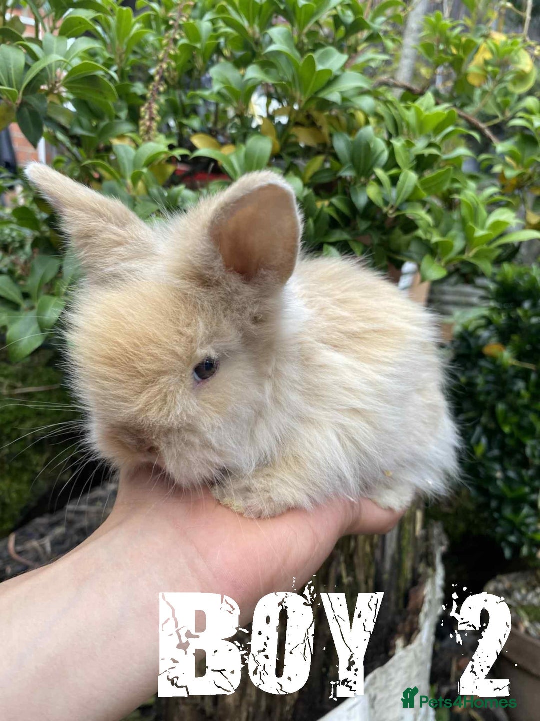 Lionhead rabbits for sale: Pure Breed Fluffy Double Mained Lionhead Kits - Image 2