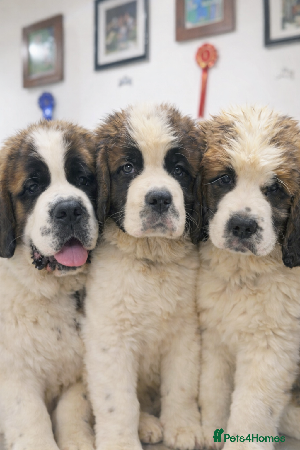 Saint Bernard dogs Beautiful Saint Bernard baby bears for sale - Advert 8