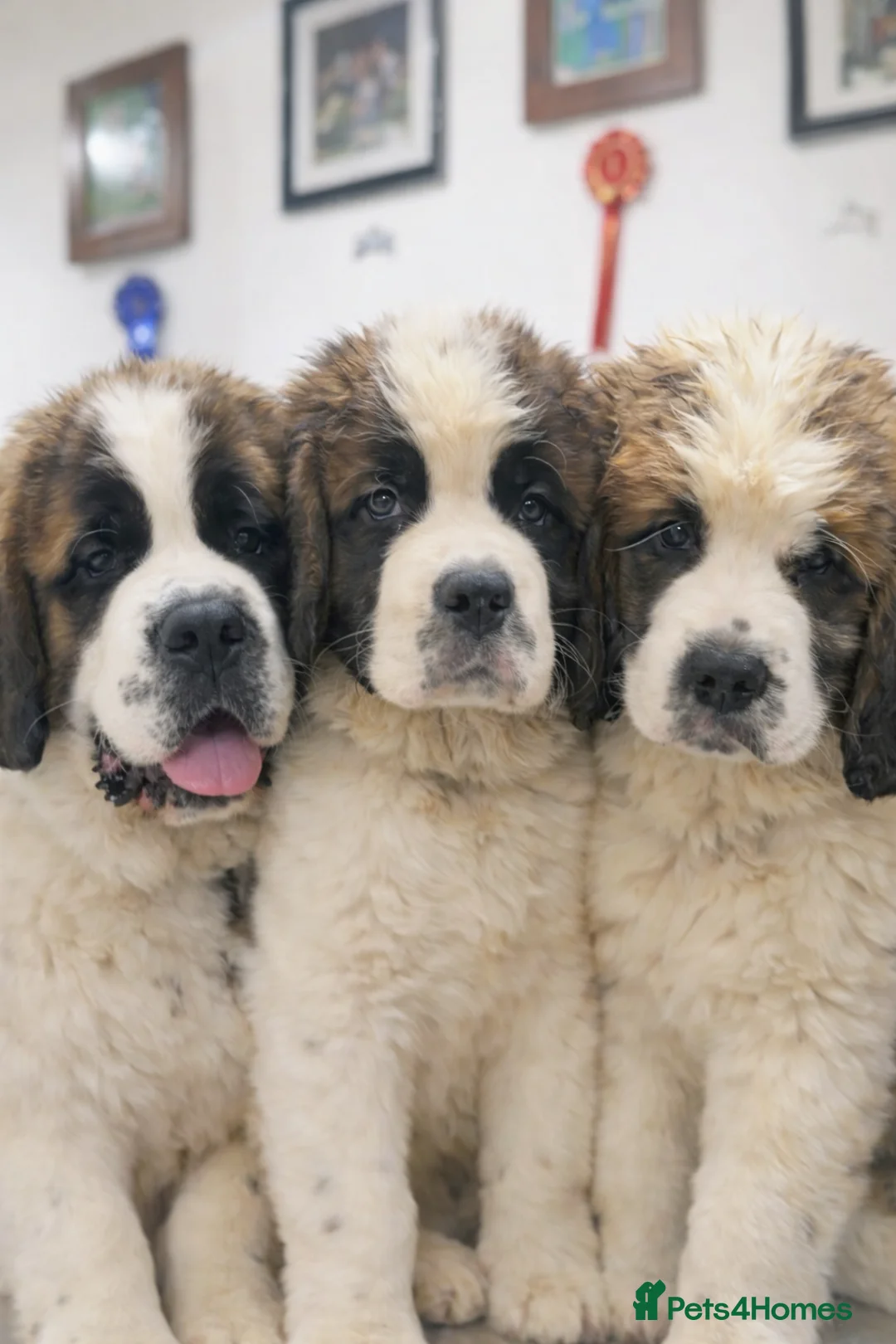 Saint Bernard dogs for sale: Beautiful Saint Bernard baby bears for sale - Advert 1