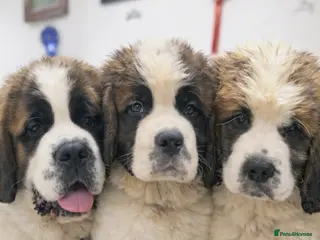 Saint Bernard dogs Beautiful Saint Bernard baby bears for sale - Advert 10