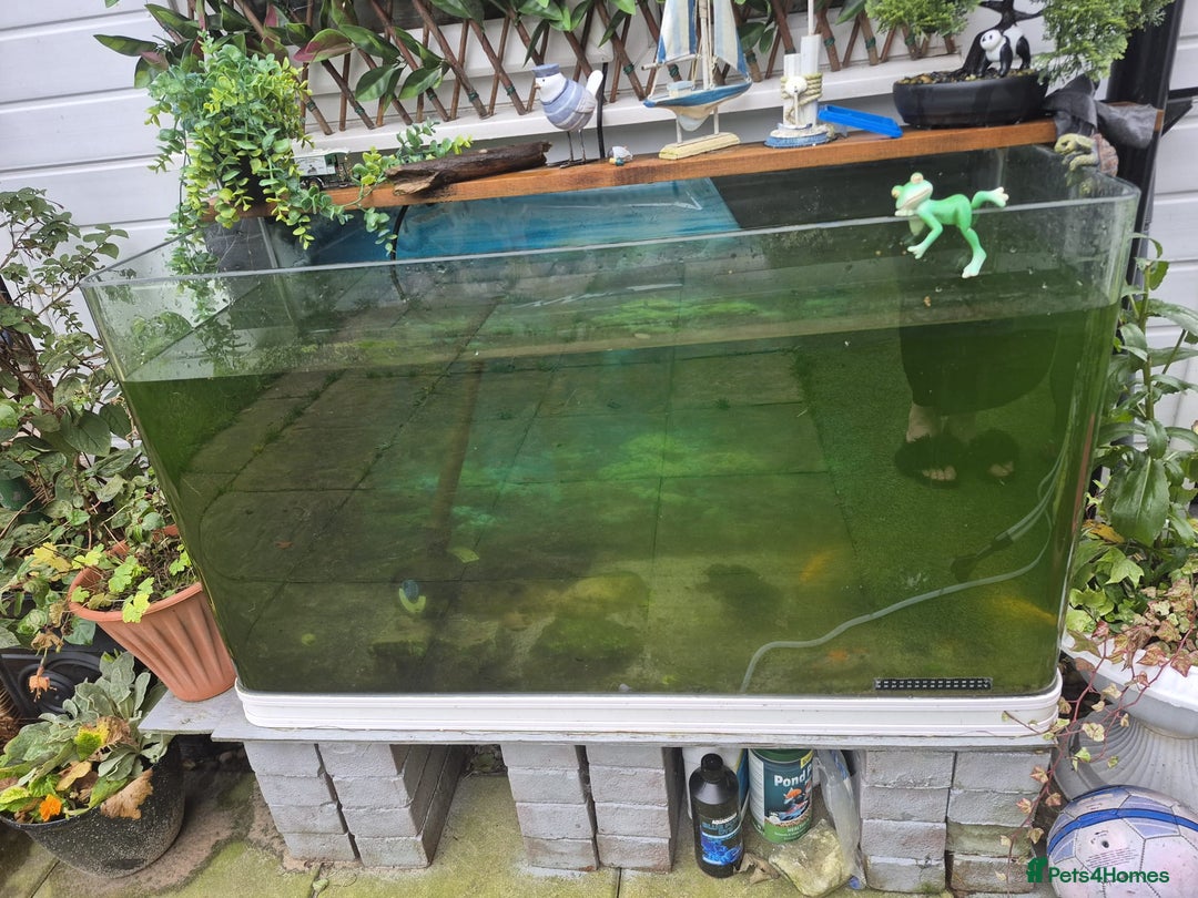 Koi Carp fish for sale: Koi 5 fish  - Advert 1