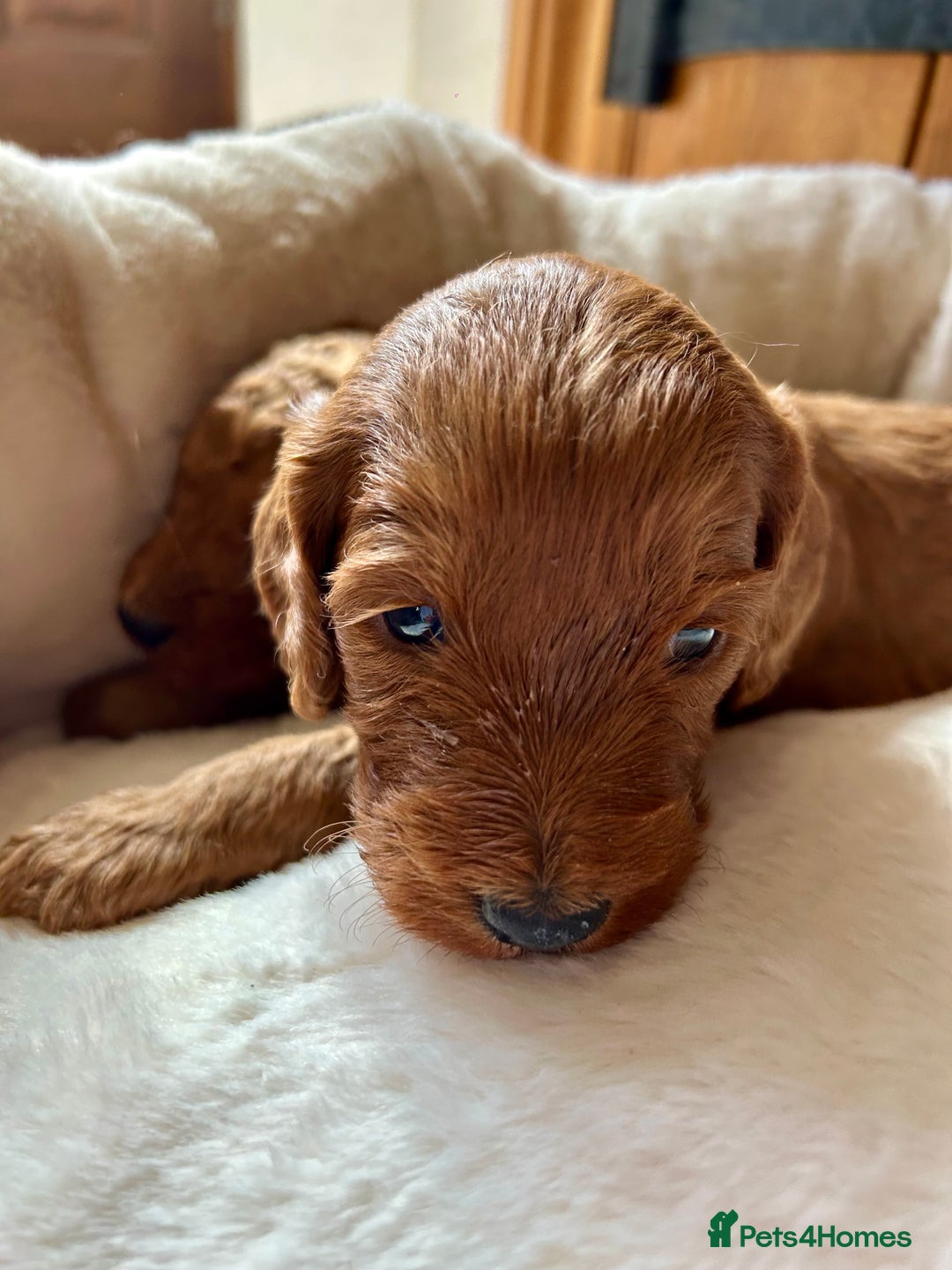 Cockapoo dogs for sale: Beautiful fox red cockapoo pups  - Image 5