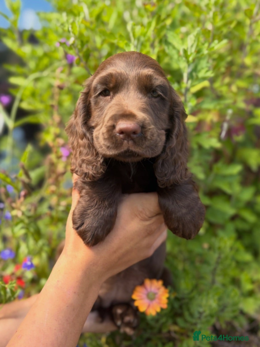 Cocker Spaniel dogs Choclate Show Cocker Girl available 8 weeks 😍 - Advert 1