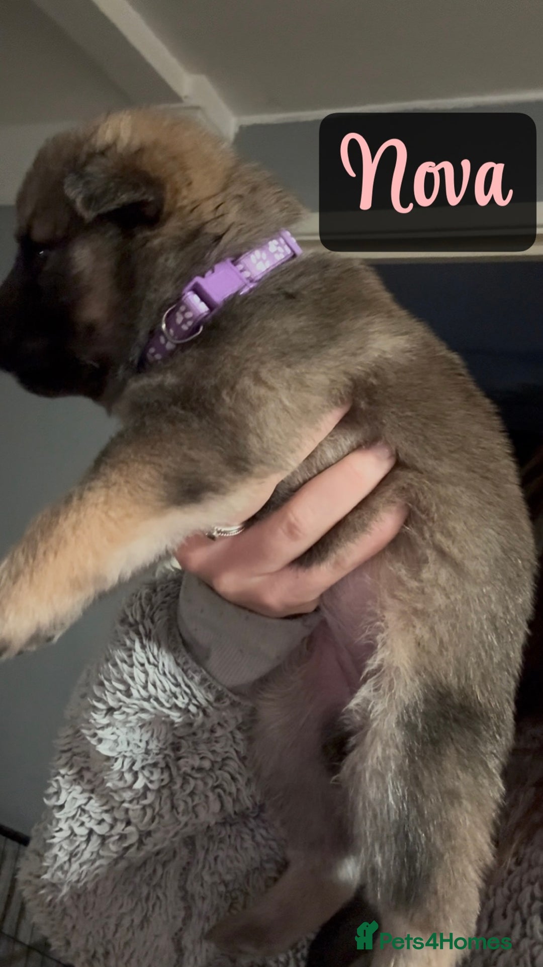 Shepsky dogs for sale: 9 beautiful Shepsky puppies in Doncaster - Advert 25