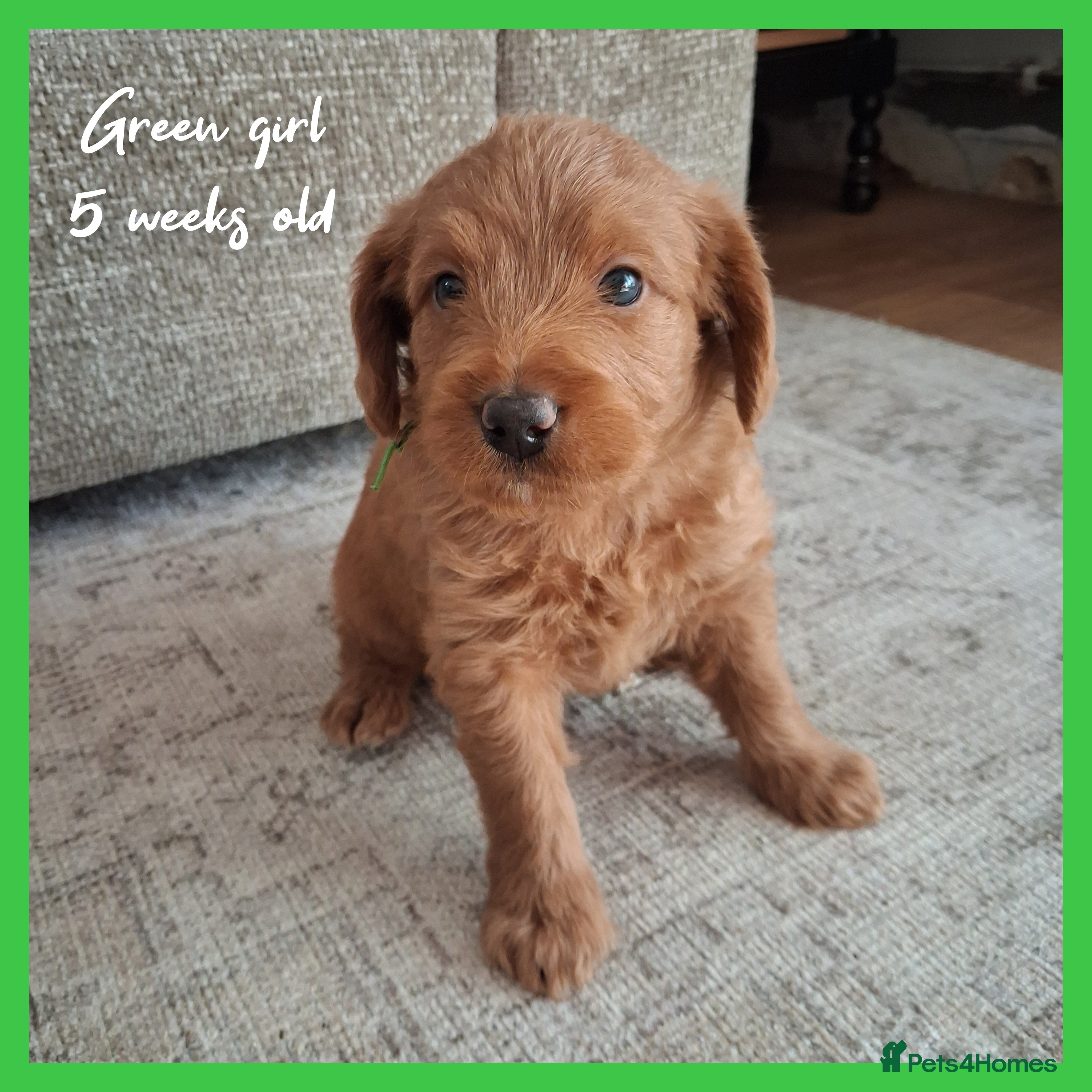 Labradoodle dogs Miniature F1b Labradoodles - Advert 15