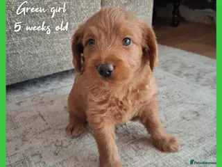 Labradoodle dogs Miniature F1b Labradoodles - Advert 15