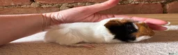 Guinea Pig rodents for sale: Baby Guinea Pigs  - Advert 2