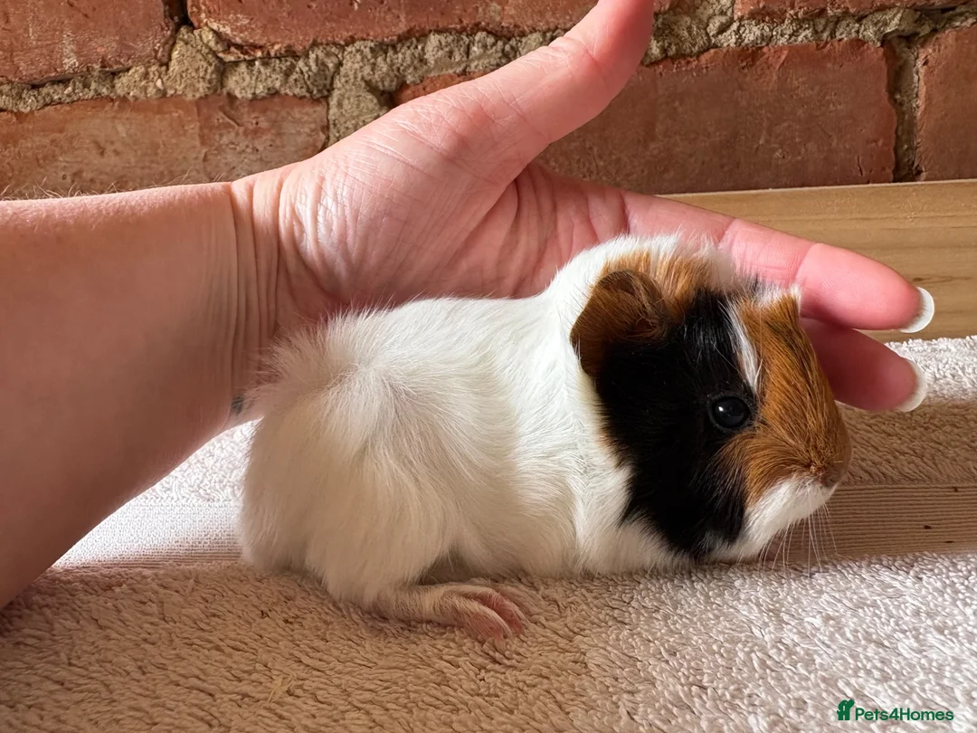Guinea Pig rodents for sale: Baby Guinea Pigs  - Advert 2
