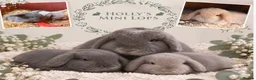 Mini Lop rabbits for sale: Gorgeous mini lops for sale  - Advert 3
