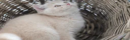 British Shorthair cats for sale: READY NOW REGISTERED CHUNKY BRITISH SHORTHAIRS - Advert 8